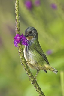 Shining Honeycreeper (Cyanerpes lucidus) female, Costa Rica