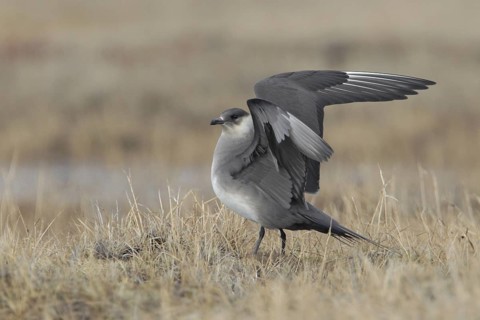 Parasitic Jaeger (Stercorarius parasiticus), Alaska, USA