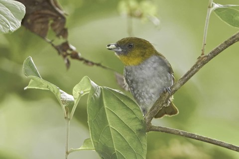 Yellow-throated Bush Tanager (Chlorospingus flavigularis), Ecuador