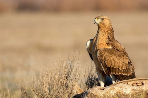 Bonelli's Eagle (Aquila fasciata) juvenile, Castile-La Mancha, Spain