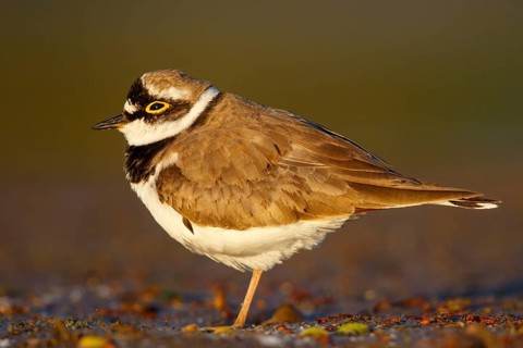 Little Ringed Plover (Charadrius dubius), North Rhine-Westphalia, Germany