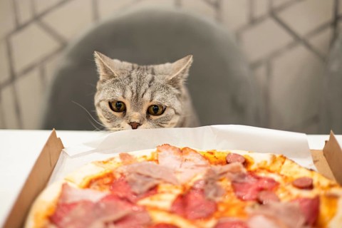 A British Shorthair cat, with its distinctive folded ears and yellow eyes, curiously peers at a