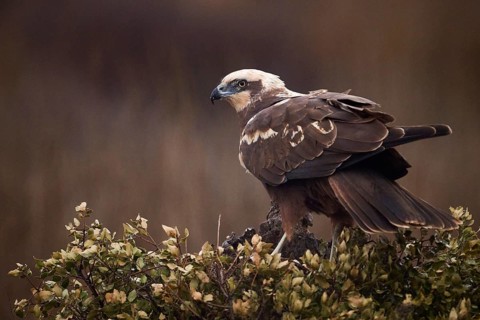 A majestic Western marsh-harrier perches alertly in a sparse field, with a soft, moody background