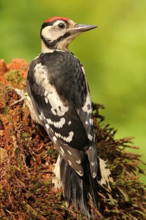 Great Spotted Woodpecker (Dendrocopos major) juvenile, Lower Saxony, Germany