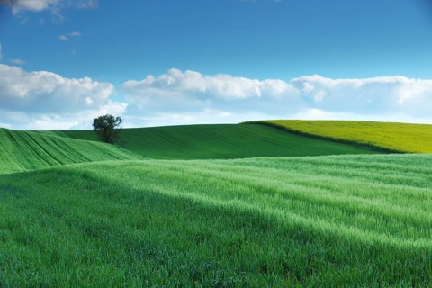 Vibrant green fields stretch across rolling hills under a vast blue sky, with fluffy white clouds