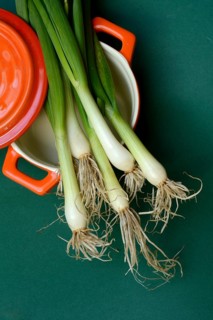 Spring onions in pots, onion