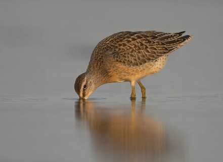Short-billed Dowitcher (Limnodromus griseus), Ohio, USA