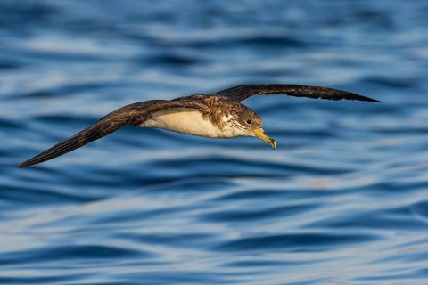 Cory's Shearwater (Calonectris borealis) flying, Eilat, Israel