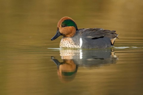 Green-winged Teal (Anas carolinensis) male, Arizona, USA