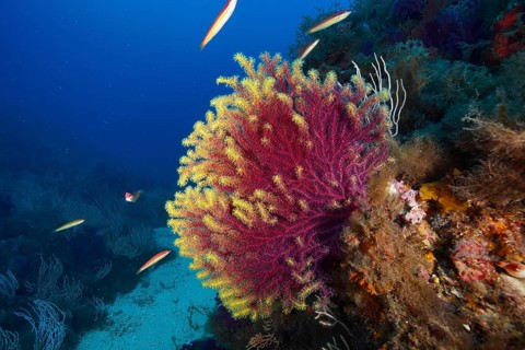 Violescent sea-whip (Paramuricea clavata) surrounded by small fish in a colourful underwater world,