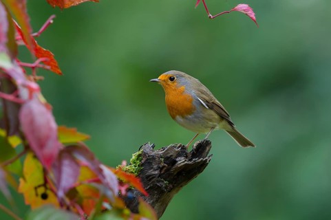 European Robin (Erithacus rubecula) perched on old mossy branch, Saxony, Germany