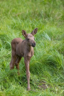 One baby moose or elk, Alces alces, (19 days old, born May 8, 2020 standing on a meadow with tall