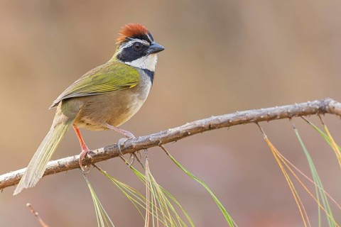 Collared Towhee (Pipilo ocai) perched on a branch in Oaxaca, Mexico