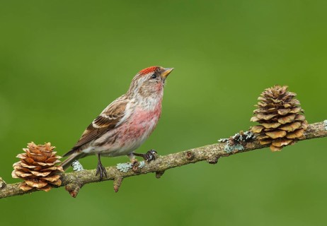 Carduelis flammea