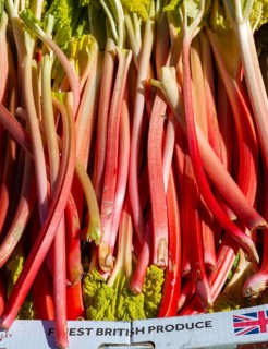 Display of rhubarb stalks outside Brothers Fruit and Vegetables shop, East Dulwich, London,