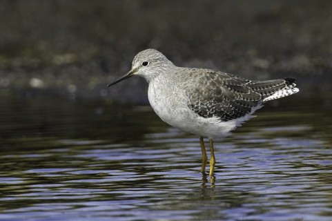 Lesser Yellowlegs (Tringa flavipes), Falkland Islands