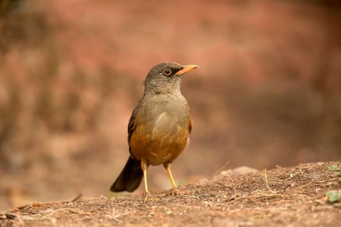 Abyssinian Thrush (Turdus abyssinicus) perched on the ground, Oromia, Ethiopia