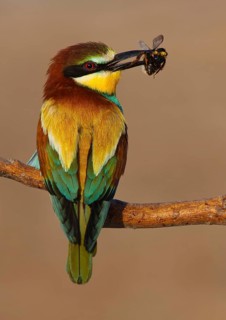European Bee-eater (Merops apiaster), Extremadura, Spain
