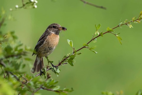 European Stonechat (Saxicola rubicola) female with insect prey in beak, Mecklenburg-Western