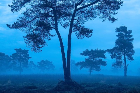 Pine (Pinaceae) in the moor with fog, nature reserve, Vernner Moor, Neuenkirchen-Vörden, Lower