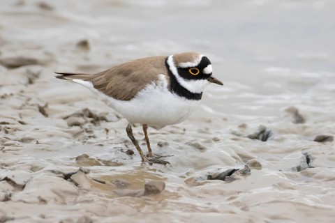 Little ringed plover (Charadrius dubius) adult wading bird on a mudflat, England, United Kingdom