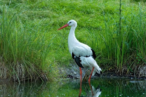 White stork (Ciconia ciconia) foraging in shallow water on the shore between reeds and tall grass