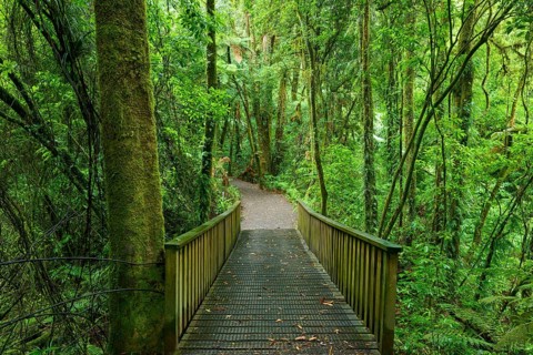 A narrow wooden bridge crosses a peaceful path in the green forest, Waterfall track, Mclaren Fall