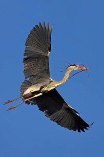 Grey grey heron (Ardea cinerea), foraging, boat trip, Tiszaalpár, Kiskunsági National Park,