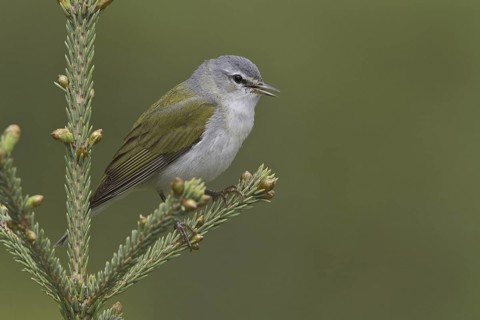 Tennessee Warbler (Leiothlypis peregrina) singing, Manitoba, Canada