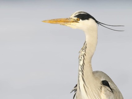Grey Heron (Ardea cinerea), Berlin, Germany