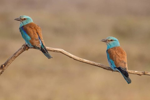 European Roller (Coracias garrulus), couple perched on a branch, Castile-La Mancha