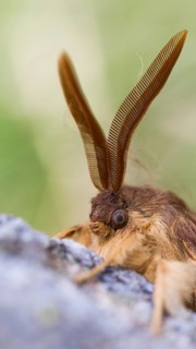 Lasiocampa quercus - Oag eggar - Eichenspinner, Switzerland (Tessin), imago