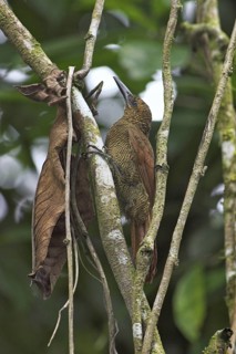 Amazonian Barred Woodcreeper (Dendrocolaptes certhia), Costa Rica