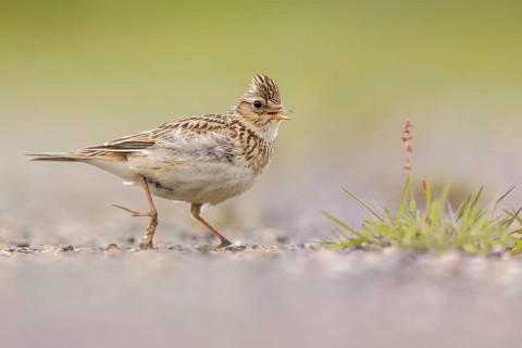 Eurasian Skylark (Alauda arvensis) male singing, perched on the ground, Poland