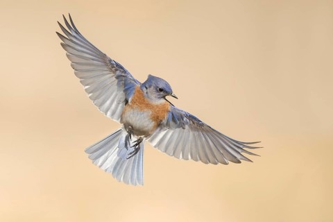 Western Bluebird (Sialia mexicana) flying, California, USA