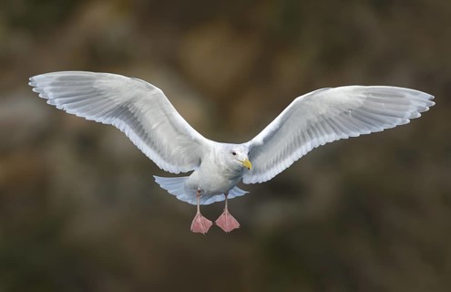 Glaucous Gull (Larus hyperboreus) flying, British Columbia, Canada
