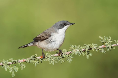 Lesser Whitethroat (Sylvia curruca), Eilat, Israel
