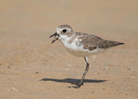 Lesser Sand Plover (Charadrius mongolus) eating crab, Thailand