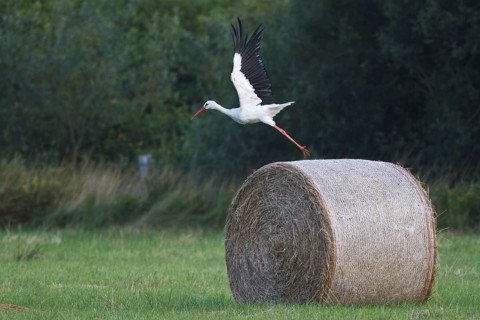 White Stork (Ciconia ciconia) female, North Rhine-Westphalia, Germany