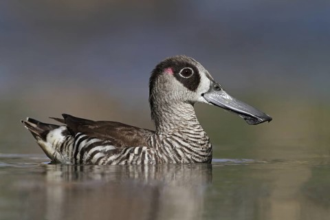 Pink-eared Duck (Malacorhynchus membranaceus), New South Wales, Australia