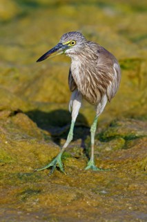 Animal, animals, bird, birds, heron, paddy heron, (Ardeola grayii), heron family, biotope, habitat,