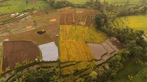 An aerial view of vibrant rice paddies in rural Indonesia reveals a patchwork of green, yellow, and