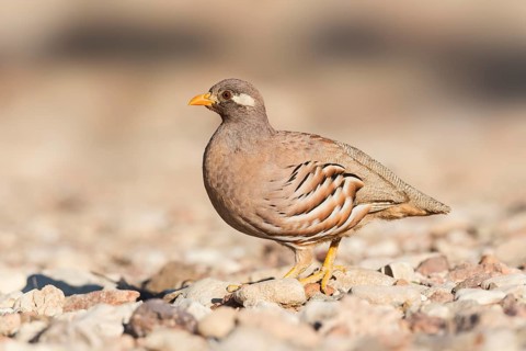 Sand Partridge (Ammoperdix heyi) male, Eilat, Israel