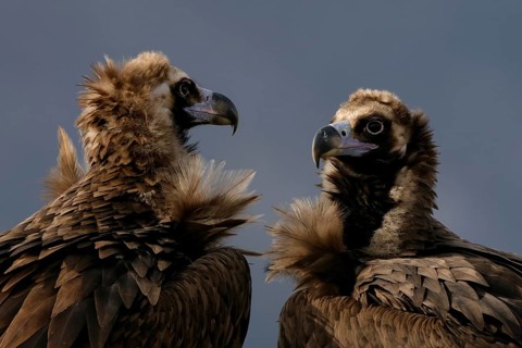 Detailed view of two Cinereous Vultures showcasing their distinctive feather patterns and facial