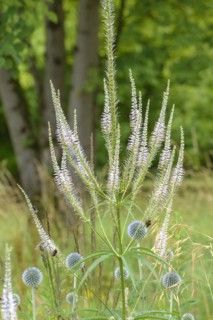 Candelabra speedwell (Veronicastrum virginicum), Botanical Garden, Munich, Bavaria, Germany