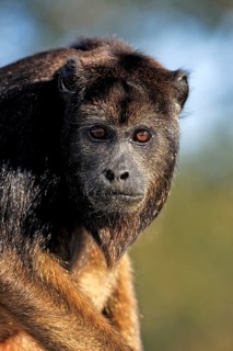 Black howler (Alouatta caraya), subadult, half-grown juvenile, male, portrait, Pantanal, Brazil