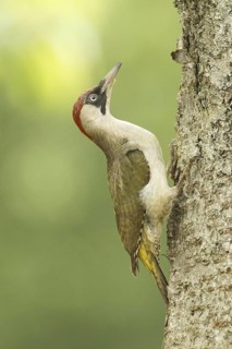 European Green Woodpecker (Picus viridis) female, Rhineland-Palatinate, Germany