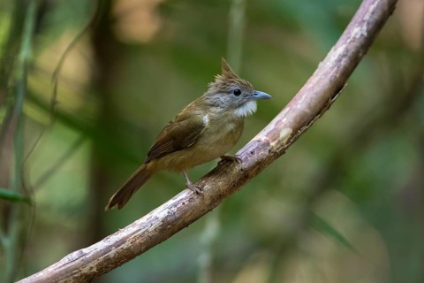 Ochraceous Bulbul (Alophoixus ochraceus) perched on a branch, Cat Tien National Park, Vietnam