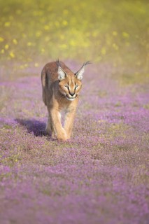Caracal (Caracal caracal) walking in blooming meadow, Castile-La Mancha, Spain