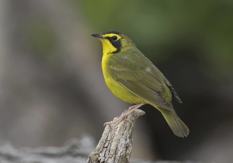 Kentucky Warbler (Geothlypis formosa), Ohio, USA
